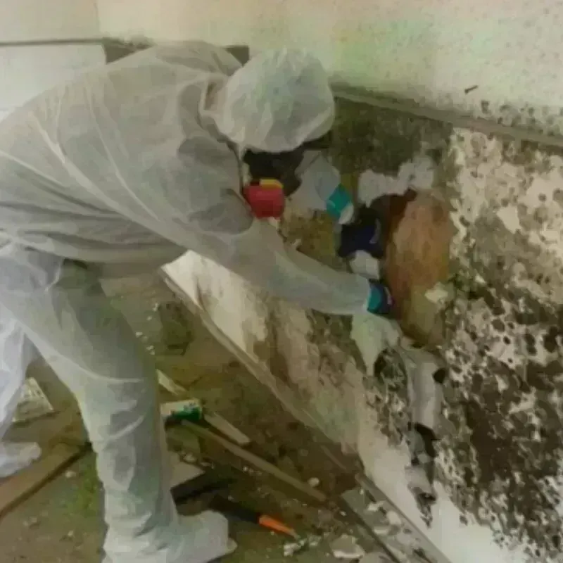 Mold Remediation and Removal in Halstead, KS